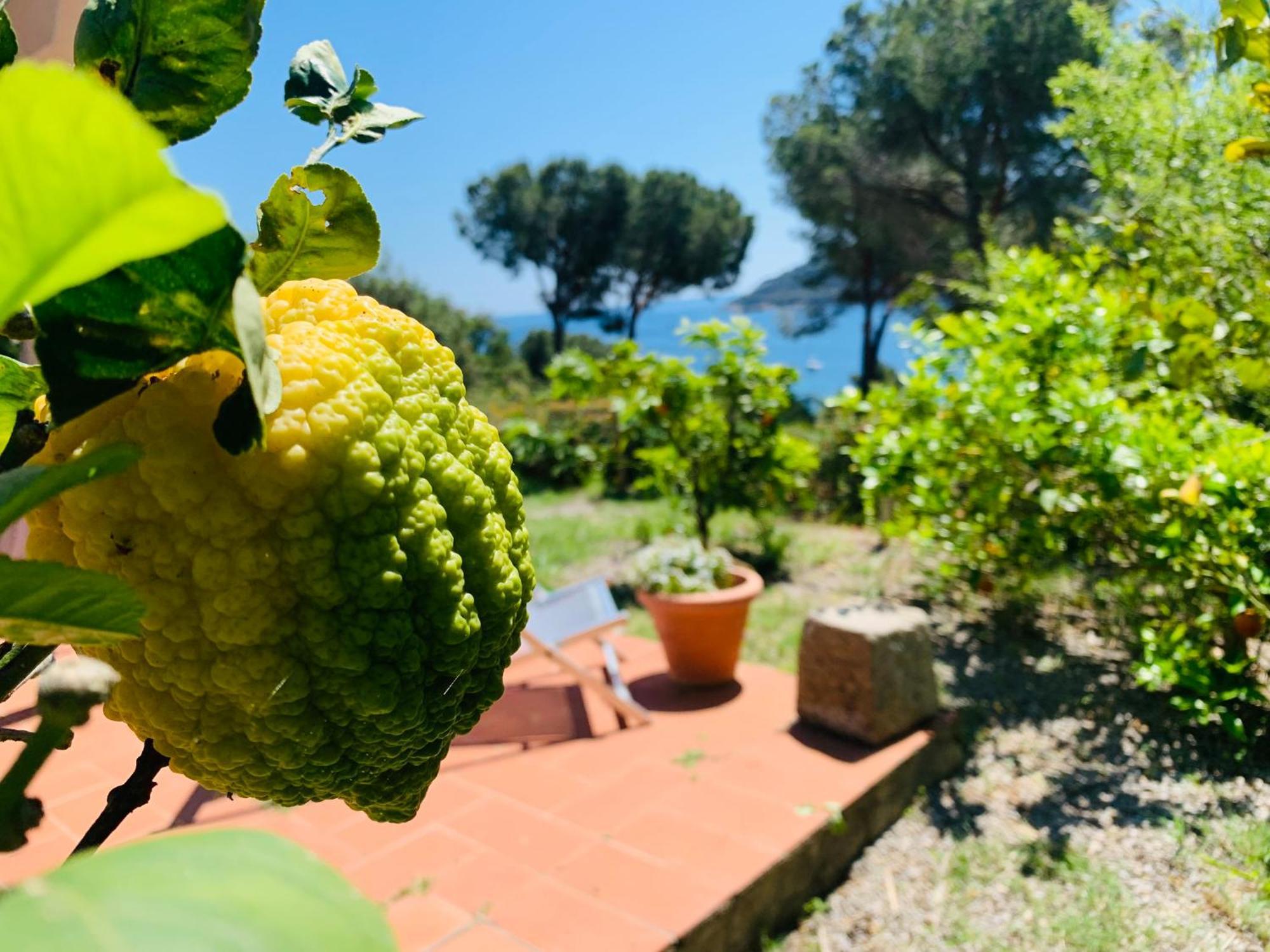 Case Dei Limoni Sul Mare Capoliveri (Isola d'Elba) Exterior foto